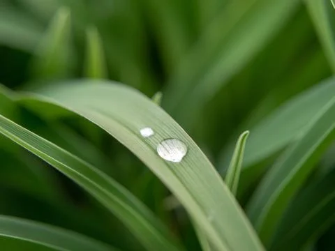 Leaf with drops of water Stock Photos