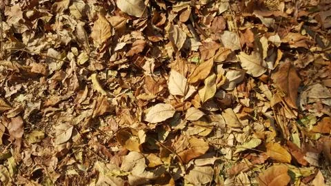 Leaf dry  Background Pattern Seeson Foto stock