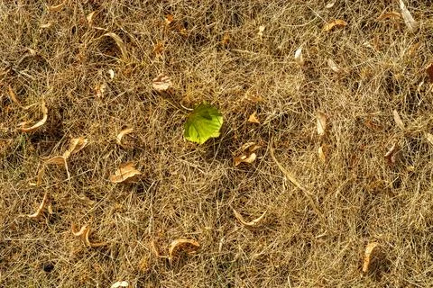 Leaf on dry grass. Stock Photos