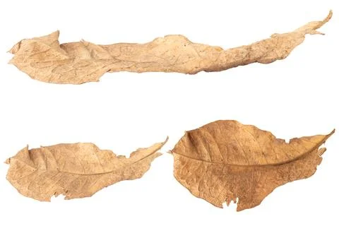 Leaf dry isolated on white background 스톡 사진