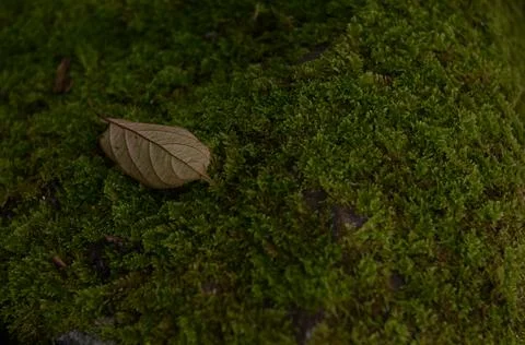 Leaf dry Stock Photos