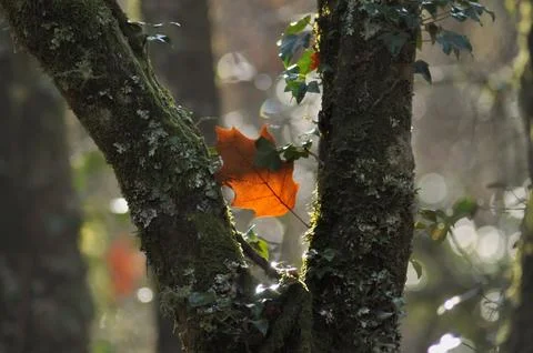 Leaf of a dry tree fallen in balance between two branches of a tree Stock Photos