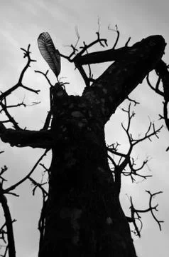 The leaf on dry tree Stock Photos