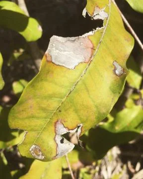 Leaf Dying 库存照片