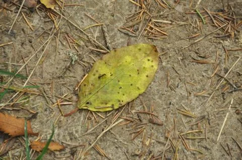 Leaf on the earth Stock Photos