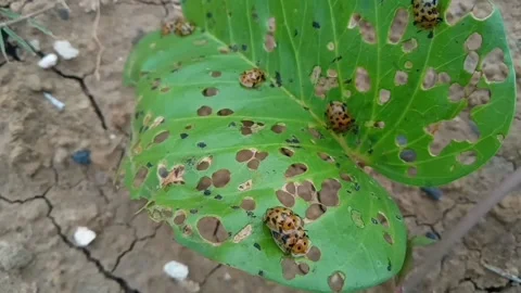 A leaf eaten by beetles Stock Footage 231370116