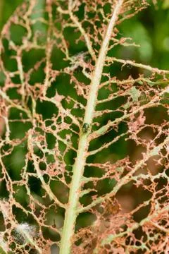 Leaf Eaten by Insects 库存照片