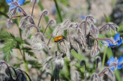 Leaf eater (Clytra quadripunctata) on borage with blue flowers Stock Photos