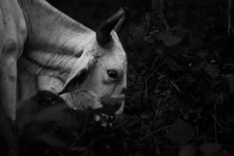 Leaf eating bull  Stock Photos