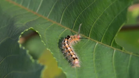 Leaf-eating caterpillar Stock Footage 220591912