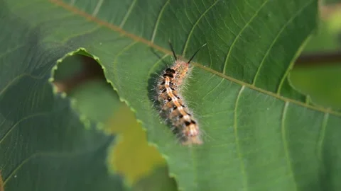 Leaf-eating caterpillars Video stock 220591926