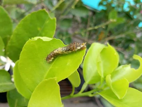 Leaf-eating caterpillars Foto stock