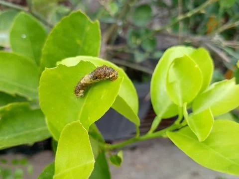 Leaf-eating caterpillars Stock Photos