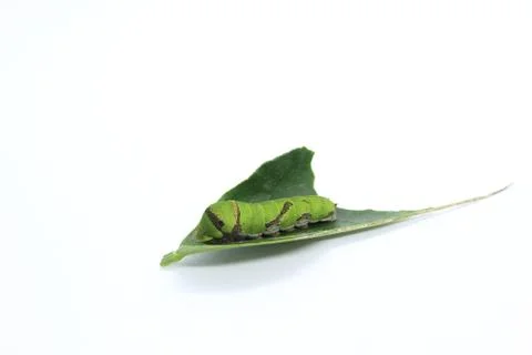 Leaf eating pest Stock Photos