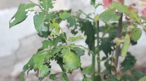 Leaf Eating Pests Vídeo Stock 64114275