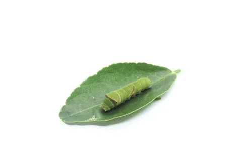 Leaf eating Stock Photos