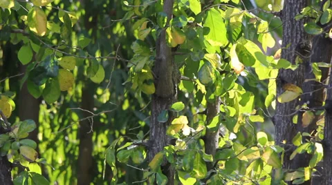 Leaf of ebony movement 動画素材 35296225