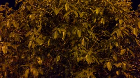 Leaf eddy Stock Footage 243248403