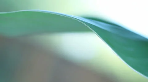 Leaf edge closeup Stock Footage 24693110