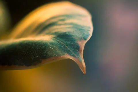 Leaf edge in macro Stock Photos