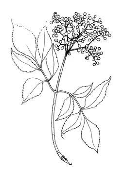 A leaf with elderberry berries. A hand-drawn sketch-style twig with leaves and a Stock Illustration