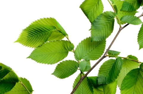 Leaf elm tree in the forest 库存照片
