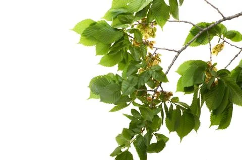 Leaf elm tree in the forest Stock Photos
