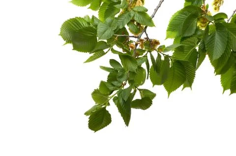 Leaf elm tree in the forest Foto stock