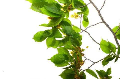 Leaf elm tree in the forest Stock Photos