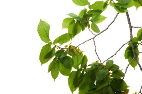 Leaf elm tree in the forest Stock Photos