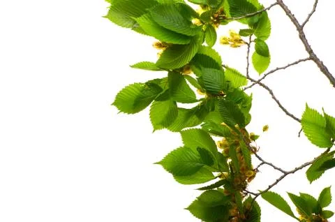 Leaf elm tree in the forest Foto stock