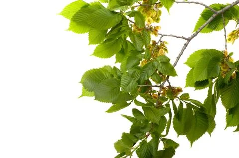 Leaf elm tree in the forest Stock Photos