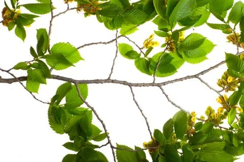 Leaf elm tree in the forest Foto stock