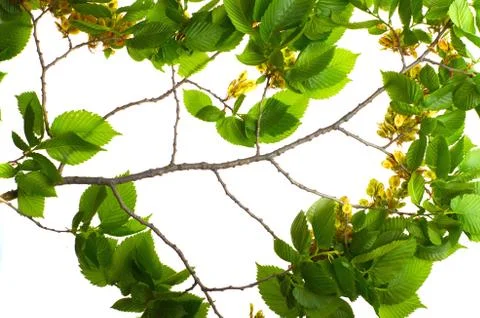 Leaf elm tree in the forest Stock Photos