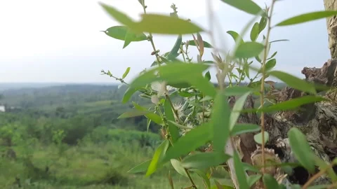 Leaf eucalyptus and flower Stock Footage 208313333