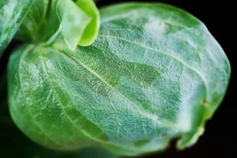 Leaf eustoma flowers close up macro shot. Stock Photos