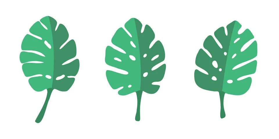 Leaf of an evergreen tropical liana. Vector image, icon Stock Illustration