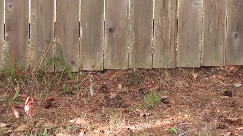 Leaf Exits Stage Left Stock Footage 67963315