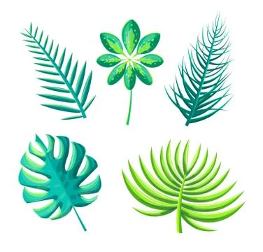 Leaf of Exotic Plants Set Vector Illustration Stock Illustration