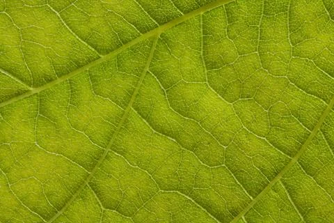 Leaf extreme close up Stock Photos