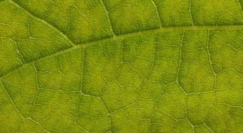 Leaf extreme close up Foto stock