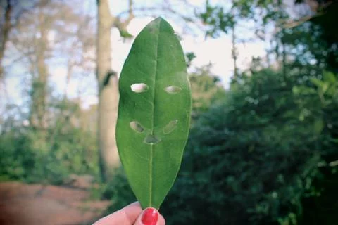 Leaf Face Stock Photos
