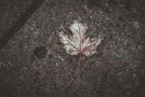 A leaf fading in the ground Stock Photos