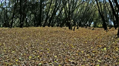 Leaf fall 1 Stock Footage 12331840