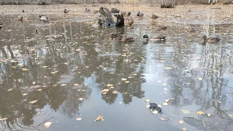 Leaf fall and a sandstorm in the city. Stock Footage 320294380