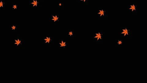 Leaf fall animation. Autumn maple leaves falling on black chromakey background. 스톡 동영상 139570193