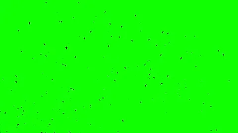 Leaf fall animation. Autumn maple leaves falling on green chromakey background. 動画素材 229927996