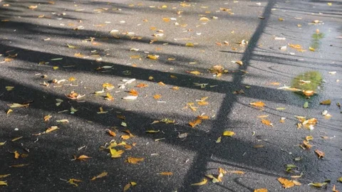 Leaf fall asphalt  yellow street nature autumn 動画素材 115586193