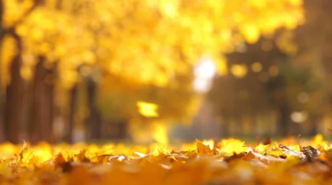 Leaf fall in the autumn city park. Beautiful background Stock Footage