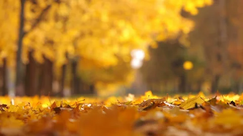 Leaf fall in the autumn city park. Beautiful background 動画素材 31740844